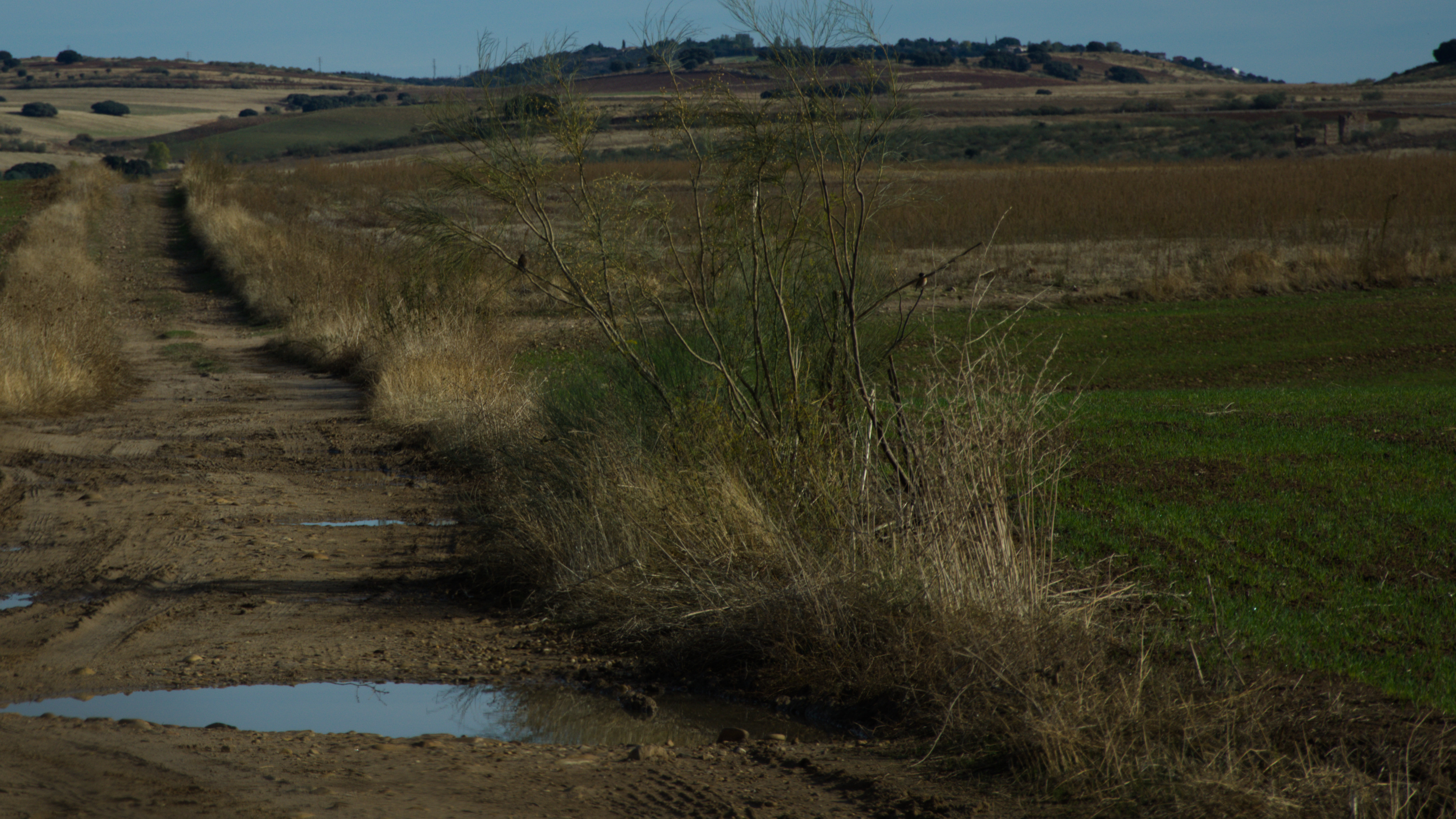 Juro que hay dos pájaros en la foto